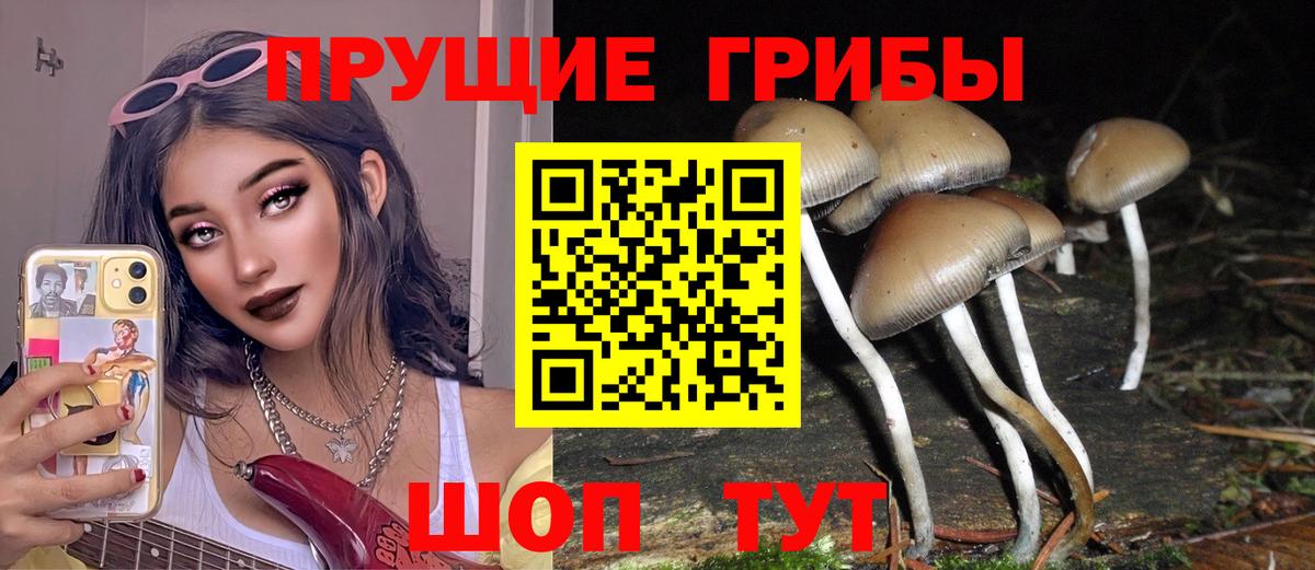 Псилоцибиновые грибы GOLDEN TEACHER  Вход с VPN  Псилоцибиновые грибы GOLDEN TEACHER  Нижнеудинск 